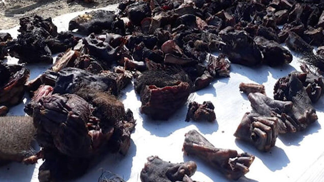 Kesik eller, koronavirüs, ABD'de kriz... - Sayfa 20