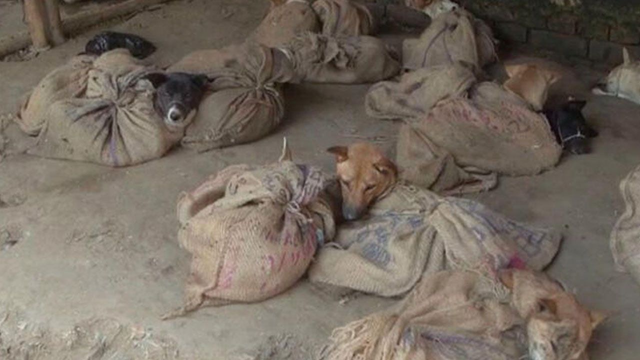 Kesik eller, koronavirüs, ABD'de kriz... - Sayfa 22