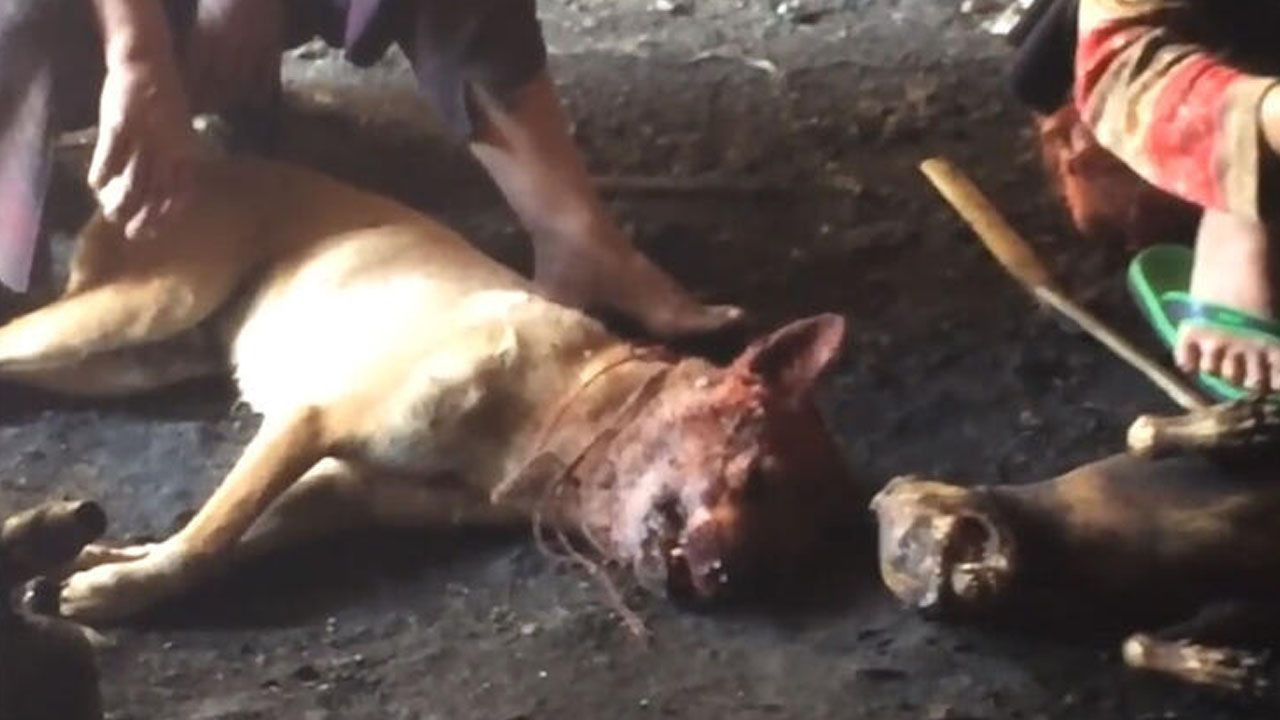 Kesik eller, koronavirüs, ABD'de kriz... - Sayfa 25