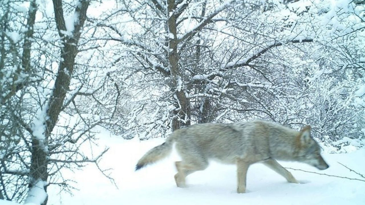 Yıllar sonra o ilde görüntülendi! - Sayfa 5