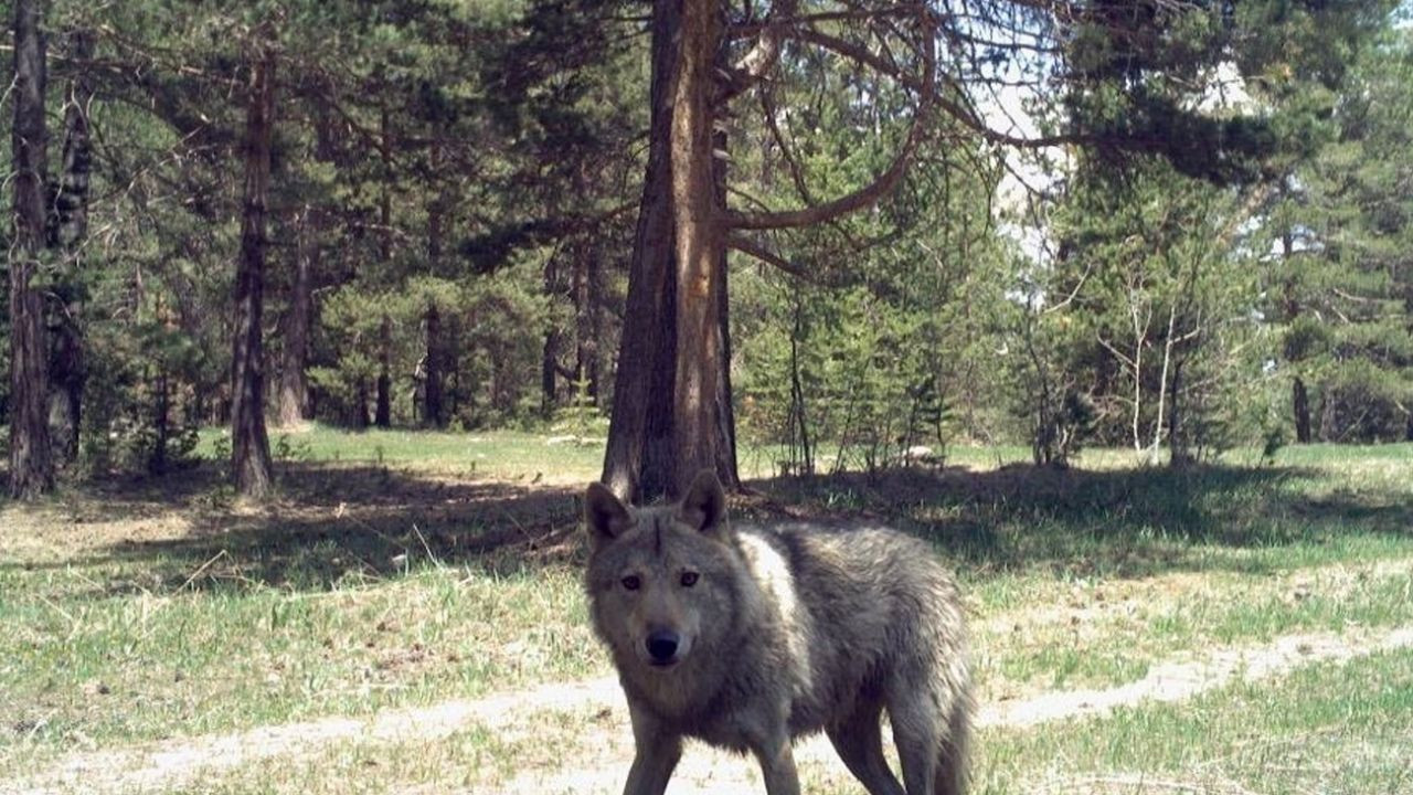 Yıllar sonra o ilde görüntülendi! - Sayfa 9