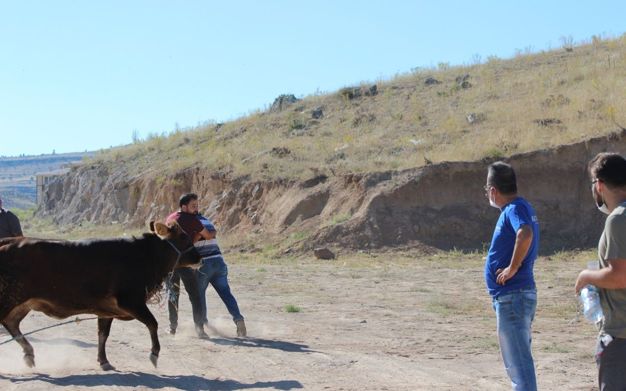 Kayseri'de dana kaçtı, onlar kovaladı - Sayfa 10