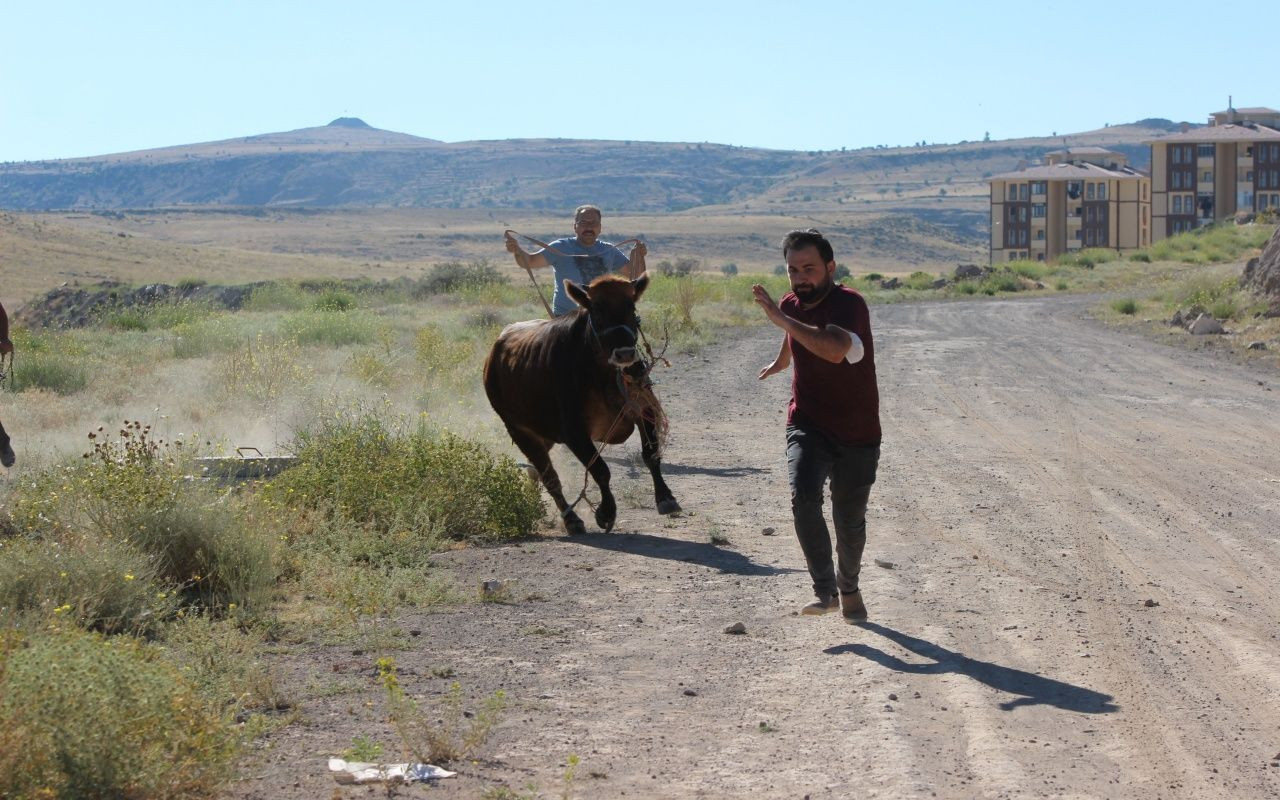 Kayseri'de dana kaçtı, onlar kovaladı - Sayfa 11