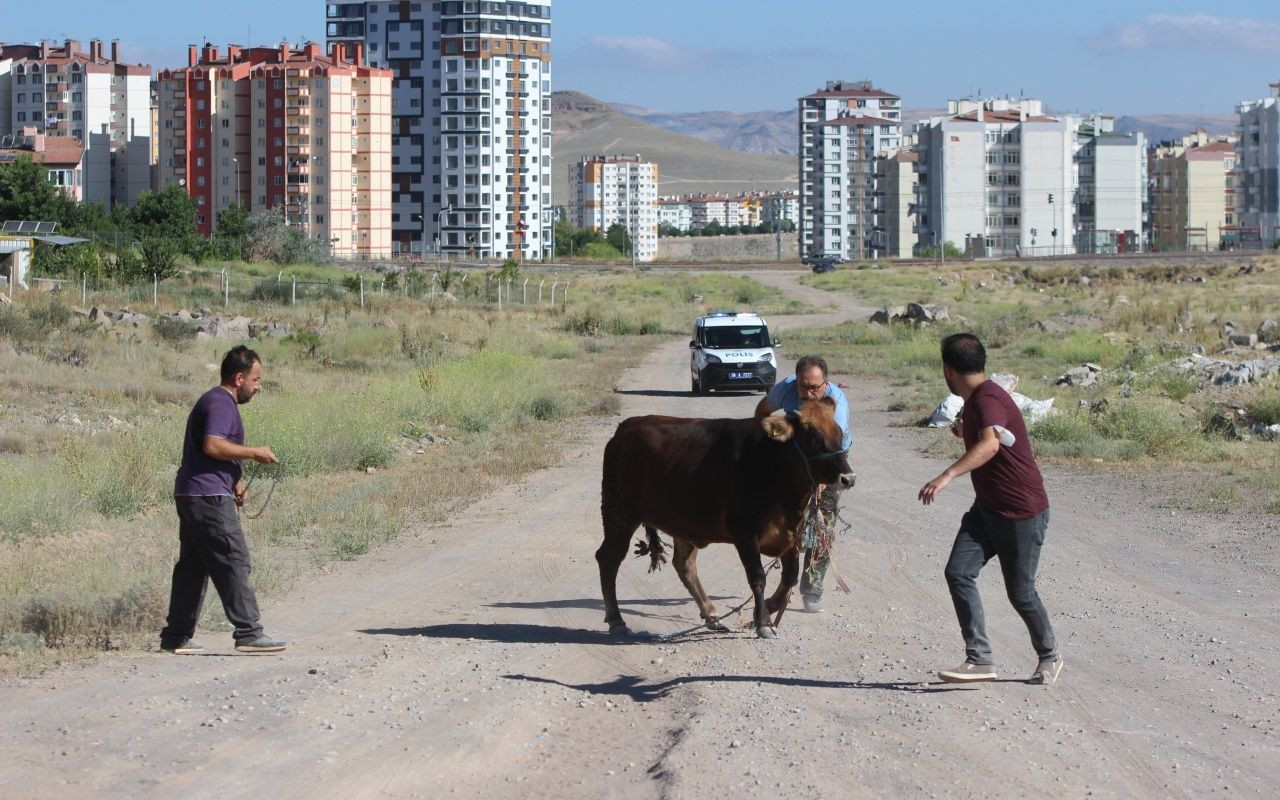 Kayseri'de dana kaçtı, onlar kovaladı - Sayfa 5