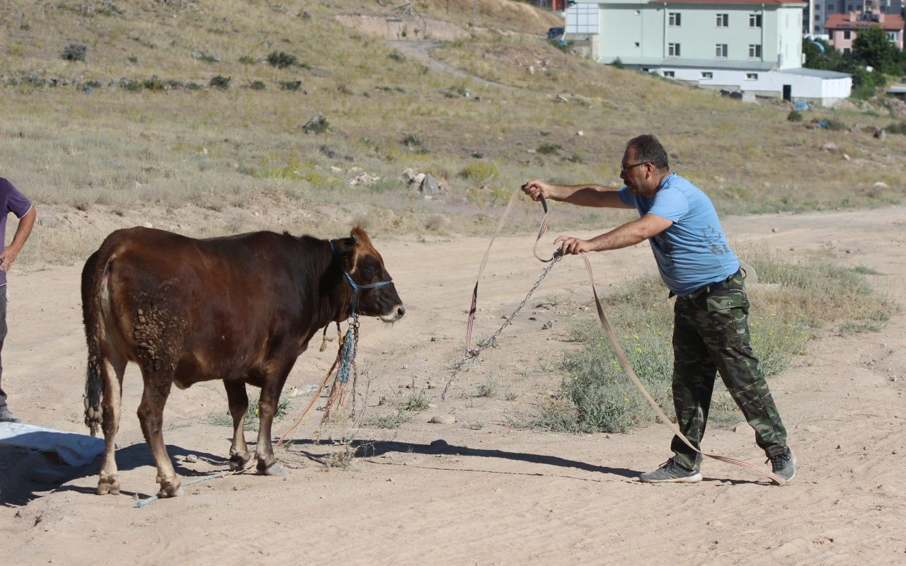 Kayseri'de dana kaçtı, onlar kovaladı - Sayfa 6