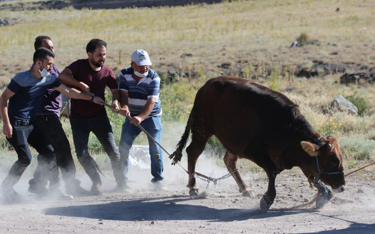 Kayseri'de dana kaçtı, onlar kovaladı - Sayfa 7
