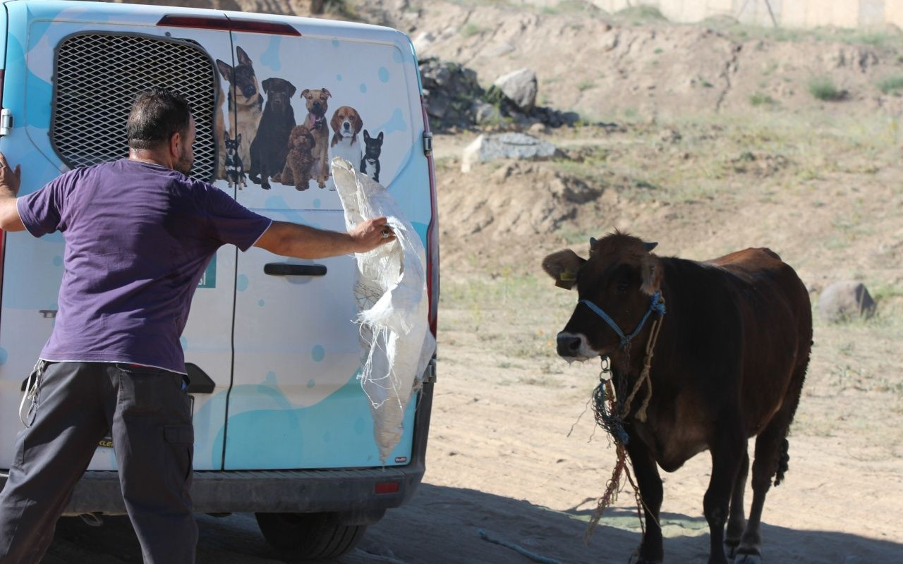 Kayseri'de dana kaçtı, onlar kovaladı - Sayfa 9