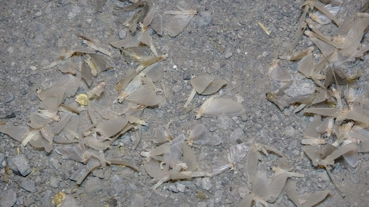 Kelebeklerin ölüm uçuşu - Sayfa 5