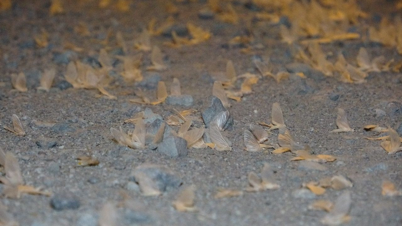 Kelebeklerin ölüm uçuşu - Sayfa 6