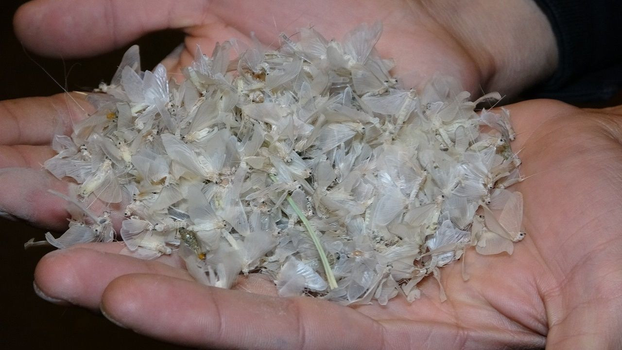 Kelebeklerin ölüm uçuşu - Sayfa 7