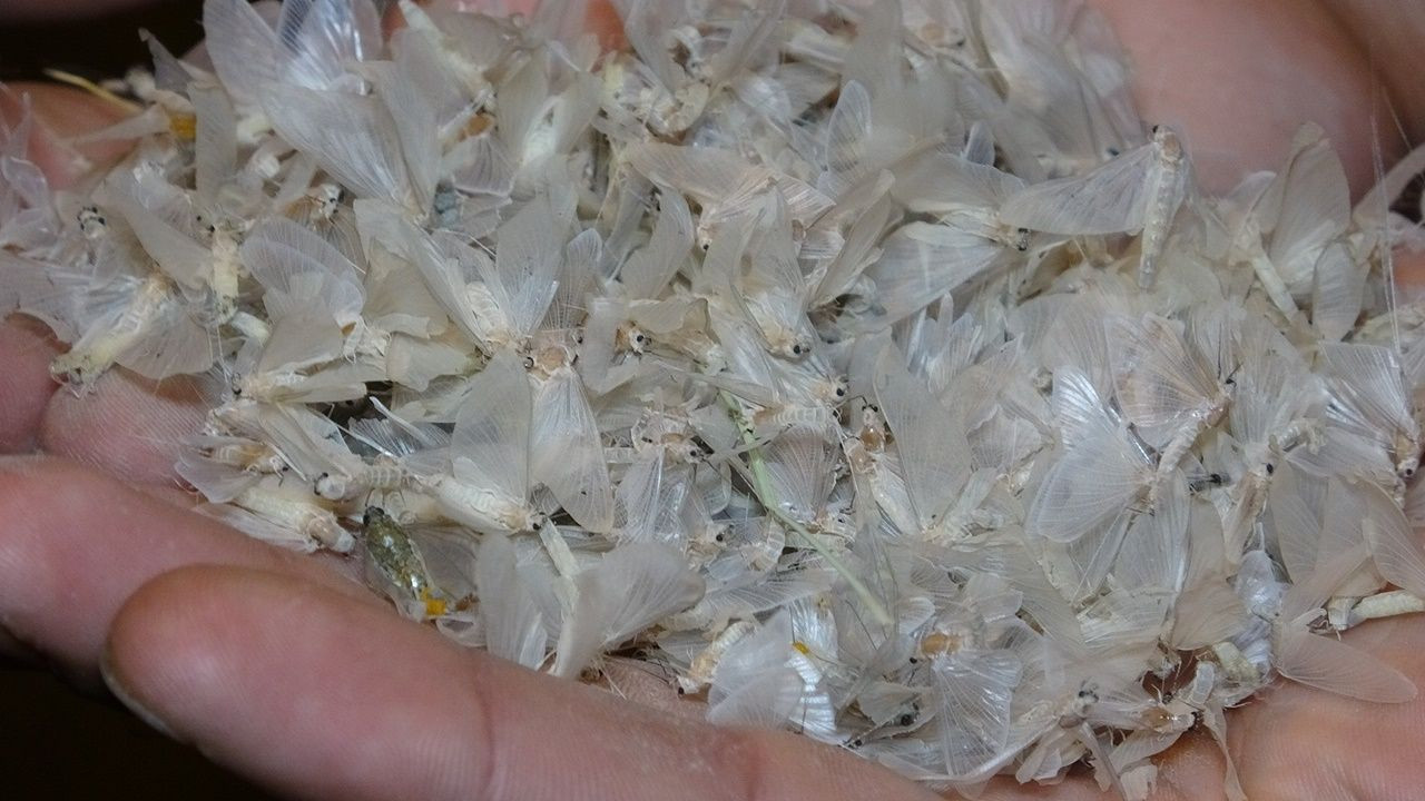 Kelebeklerin ölüm uçuşu - Sayfa 8