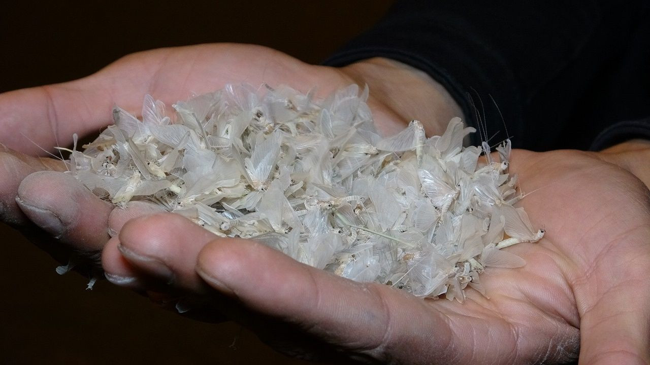 Kelebeklerin ölüm uçuşu - Sayfa 9