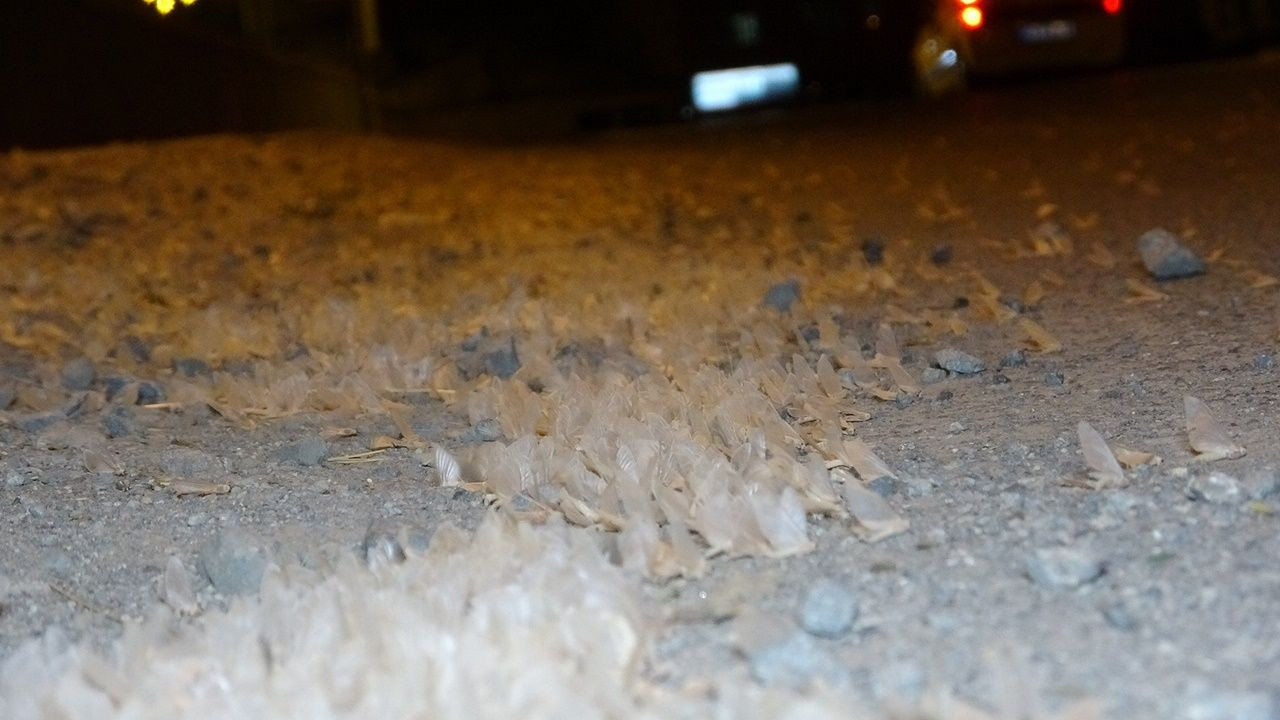 Kelebeklerin ölüm uçuşu - Sayfa 11