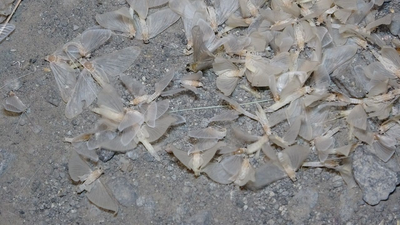 Kelebeklerin ölüm uçuşu - Sayfa 12