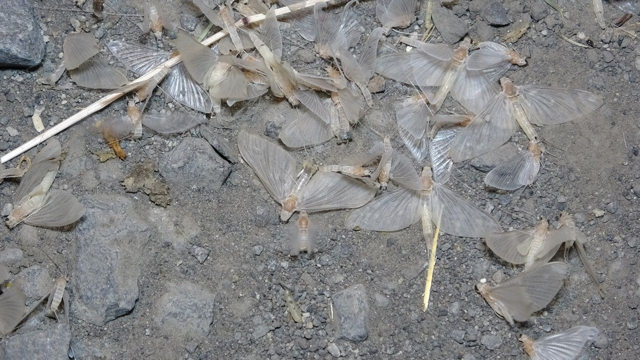 Kelebeklerin ölüm uçuşu - Sayfa 13