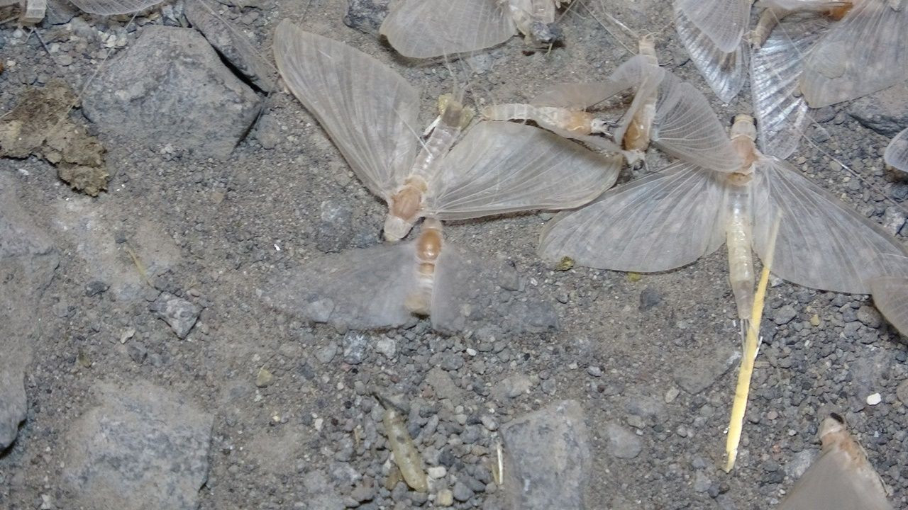 Kelebeklerin ölüm uçuşu - Sayfa 14