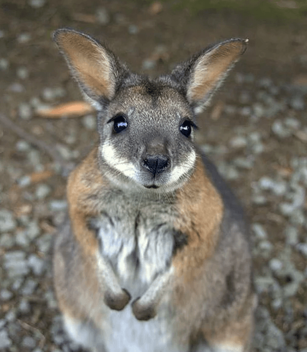 Ülkelerin sembolü olan hayvanlar - Sayfa 11