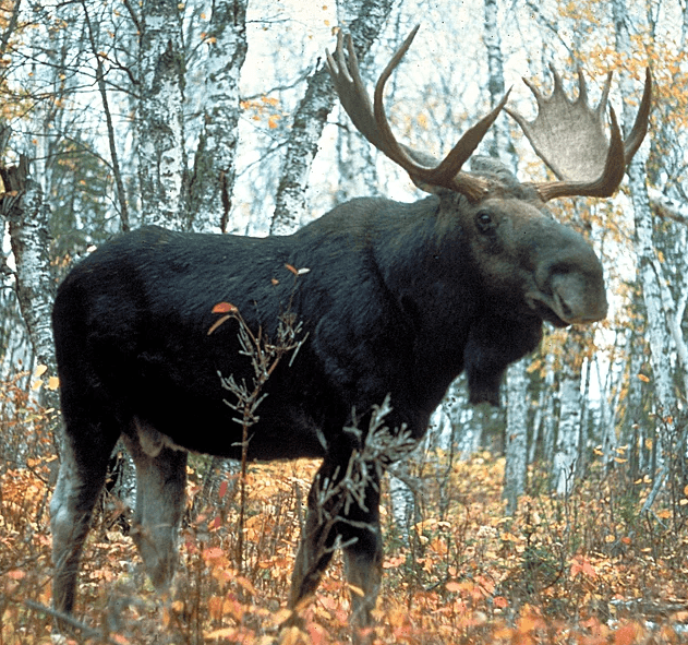Ülkelerin sembolü olan hayvanlar - Sayfa 8