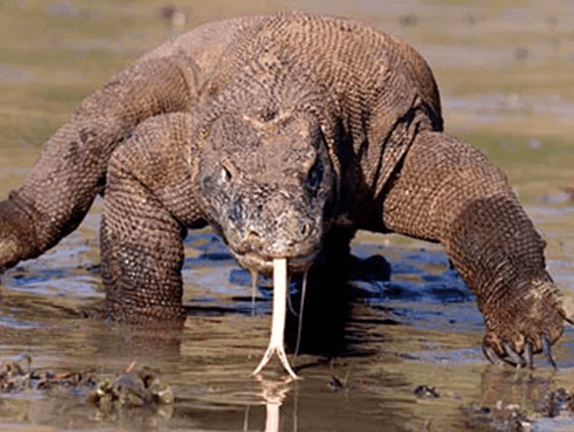 Ülkelerin sembolü olan hayvanlar - Sayfa 10