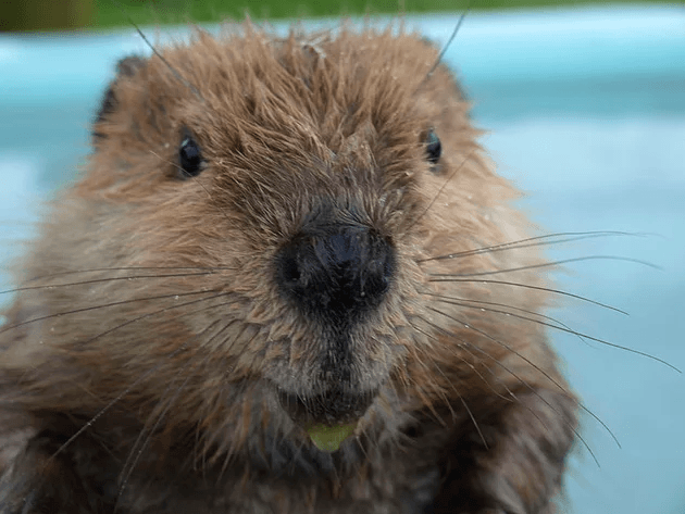 Ülkelerin sembolü olan hayvanlar - Sayfa 5