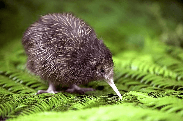 Ülkelerin sembolü olan hayvanlar - Sayfa 12