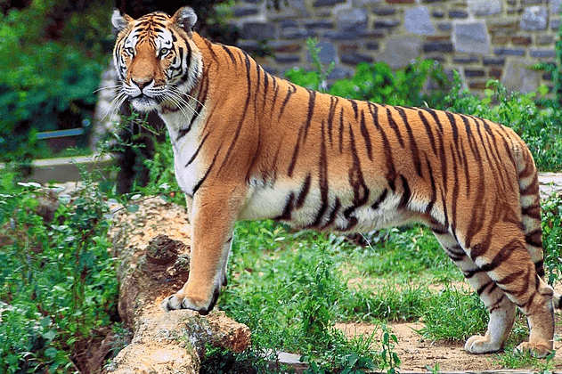 Ülkelerin sembolü olan hayvanlar - Sayfa 13