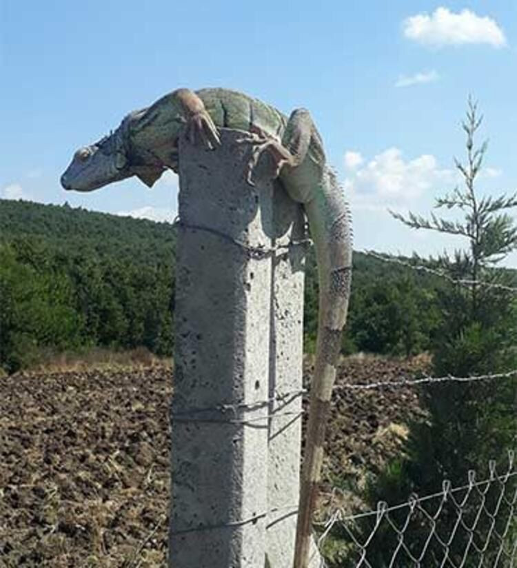 Çatalca'da iguana görüldü! Koruma altına alındı... - Sayfa 5