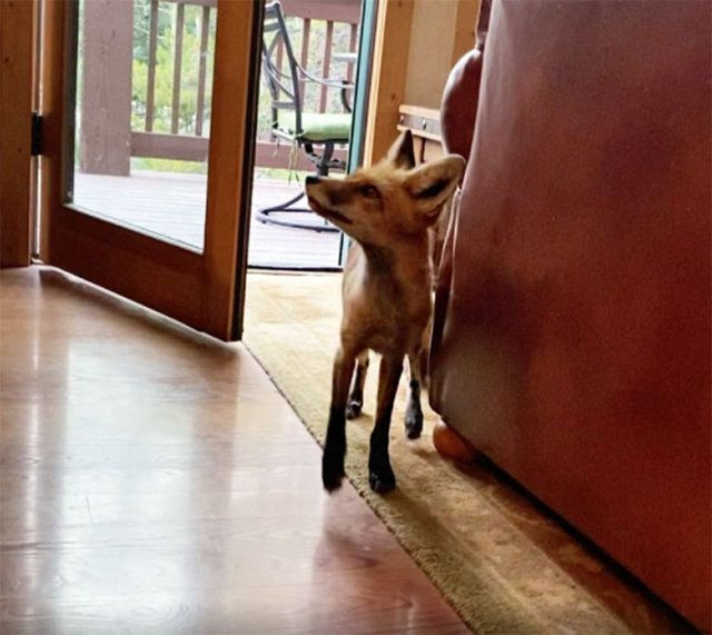 Tilkiyle karşı karşıya gelince şaşkına döndüler! - Sayfa 13