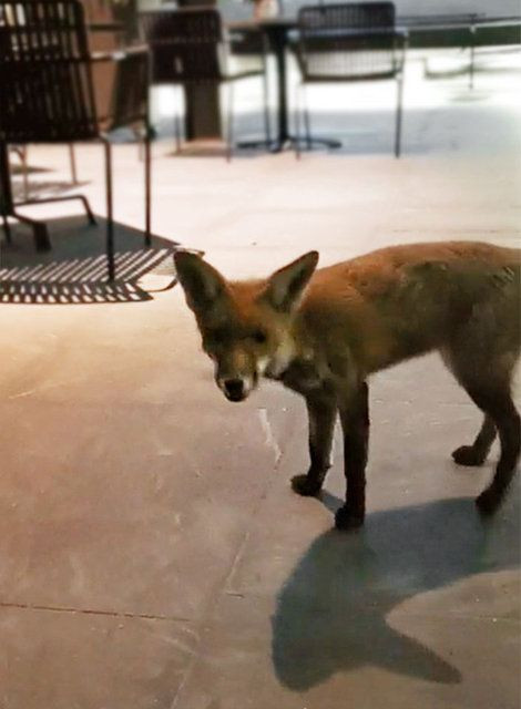 Tilkiyle karşı karşıya gelince şaşkına döndüler! - Sayfa 20