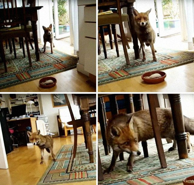 Tilkiyle karşı karşıya gelince şaşkına döndüler! - Sayfa 18