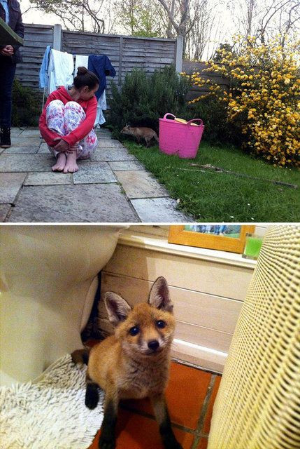 Tilkiyle karşı karşıya gelince şaşkına döndüler! - Sayfa 12