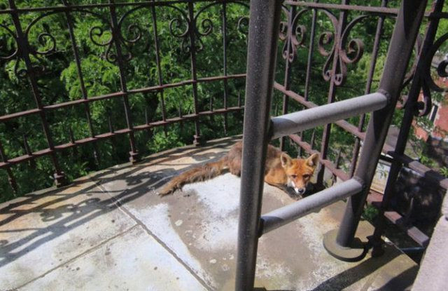 Tilkiyle karşı karşıya gelince şaşkına döndüler! - Sayfa 19