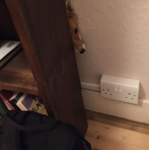 Tilkiyle karşı karşıya gelince şaşkına döndüler! - Sayfa 5