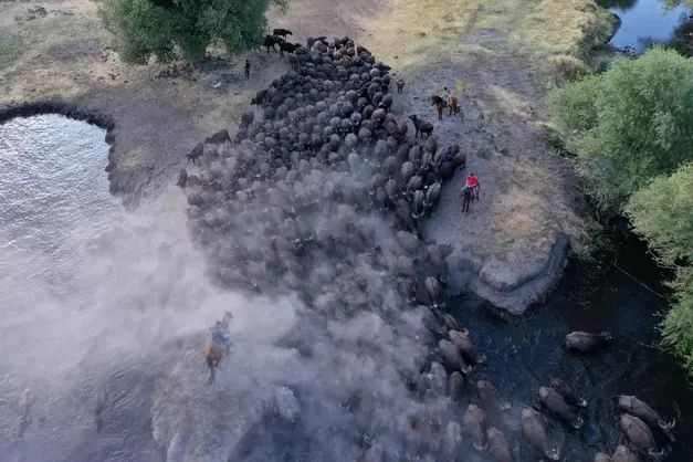 Erciyes'in eteklerinde yayılan mandaların gün sonu banyosu - Sayfa 15