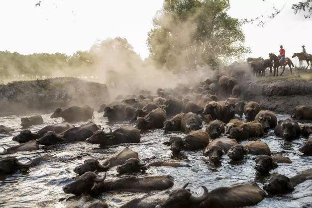 Erciyes'in eteklerinde yayılan mandaların gün sonu banyosu - Sayfa 5