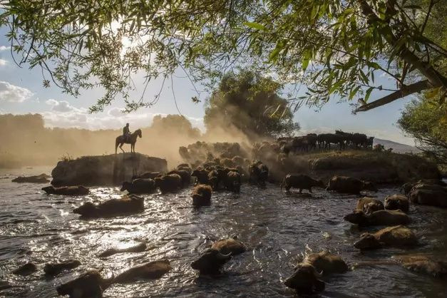 Erciyes'in eteklerinde yayılan mandaların gün sonu banyosu - Sayfa 11