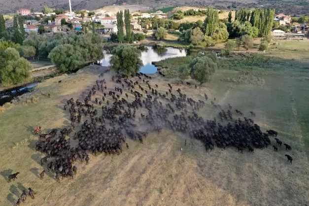 Erciyes'in eteklerinde yayılan mandaların gün sonu banyosu - Sayfa 17