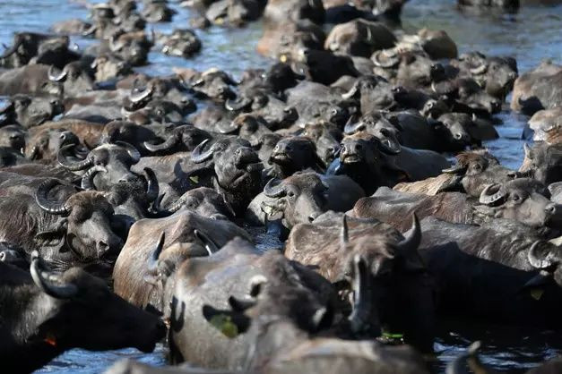 Erciyes'in eteklerinde yayılan mandaların gün sonu banyosu - Sayfa 8