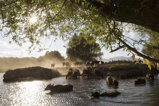 Erciyes'in eteklerinde yayılan mandaların gün sonu banyosu - Sayfa 12