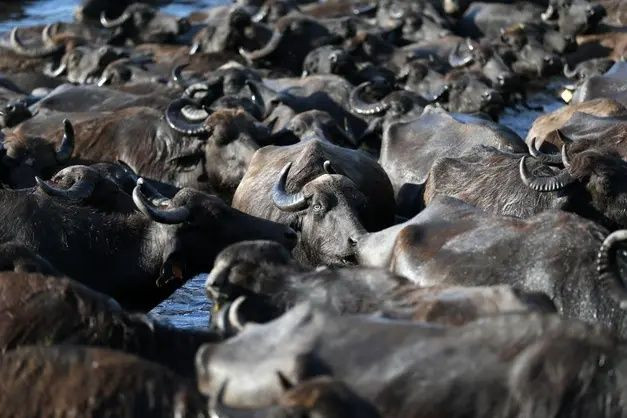 Erciyes'in eteklerinde yayılan mandaların gün sonu banyosu - Sayfa 7