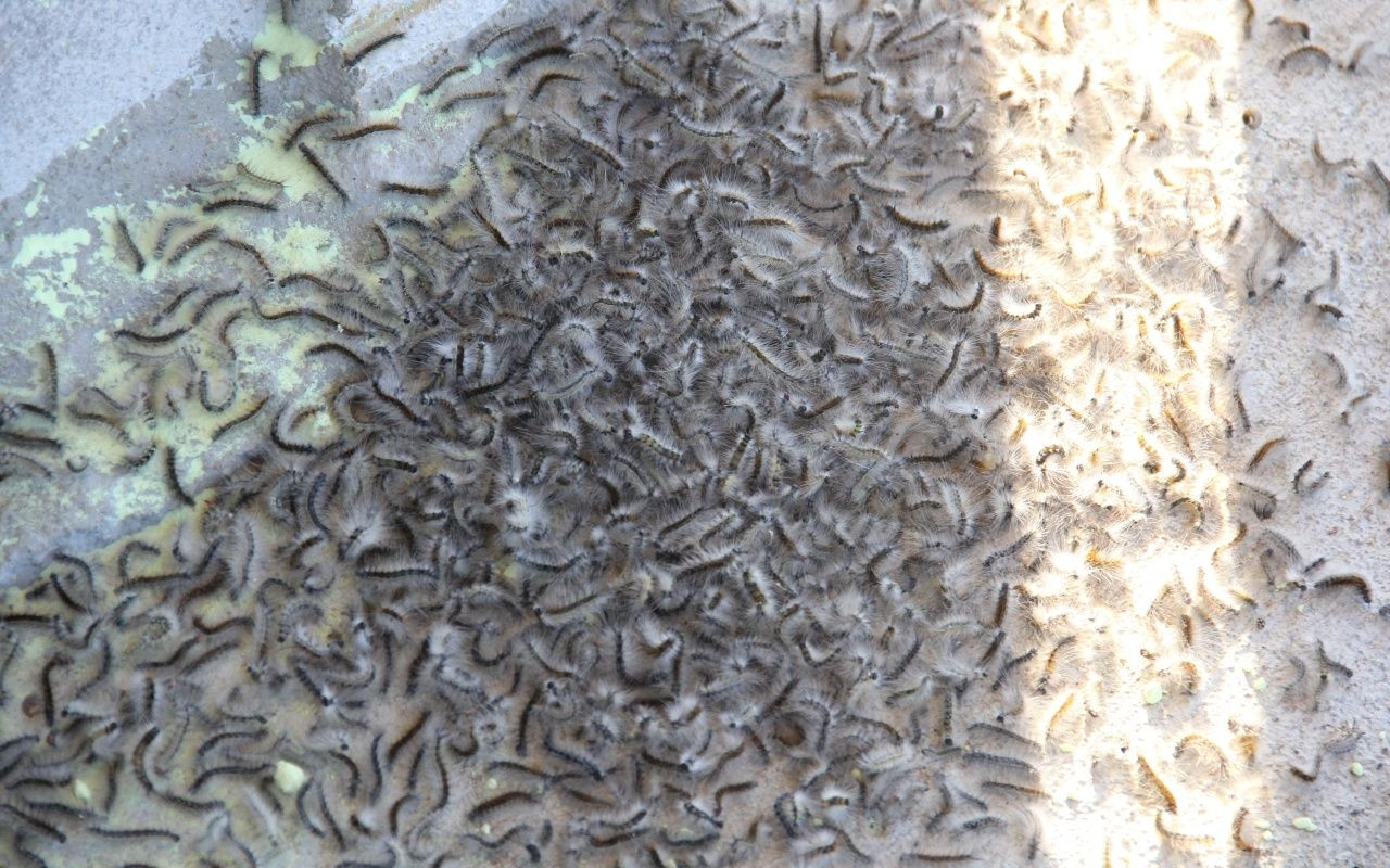 Vampir Kelebek ve patates böceğinden sonra yeni istila - Sayfa 9