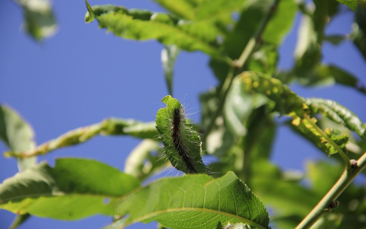Vampir Kelebek ve patates böceğinden sonra yeni istila - Sayfa 6