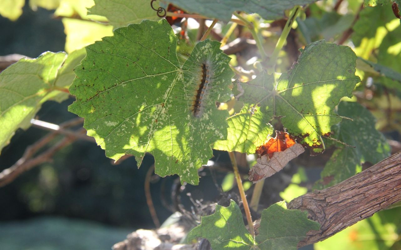 Vampir Kelebek ve patates böceğinden sonra yeni istila - Sayfa 11