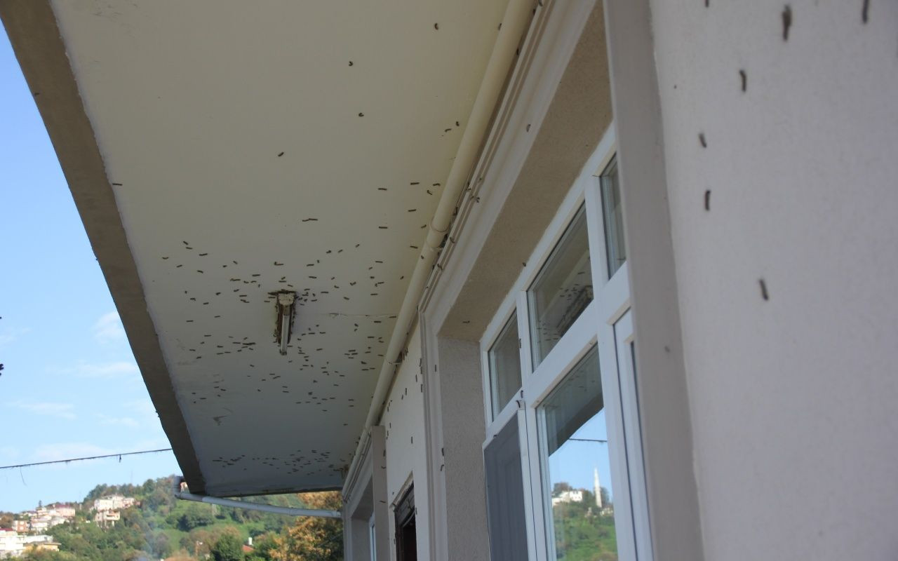 Vampir Kelebek ve patates böceğinden sonra yeni istila - Sayfa 7