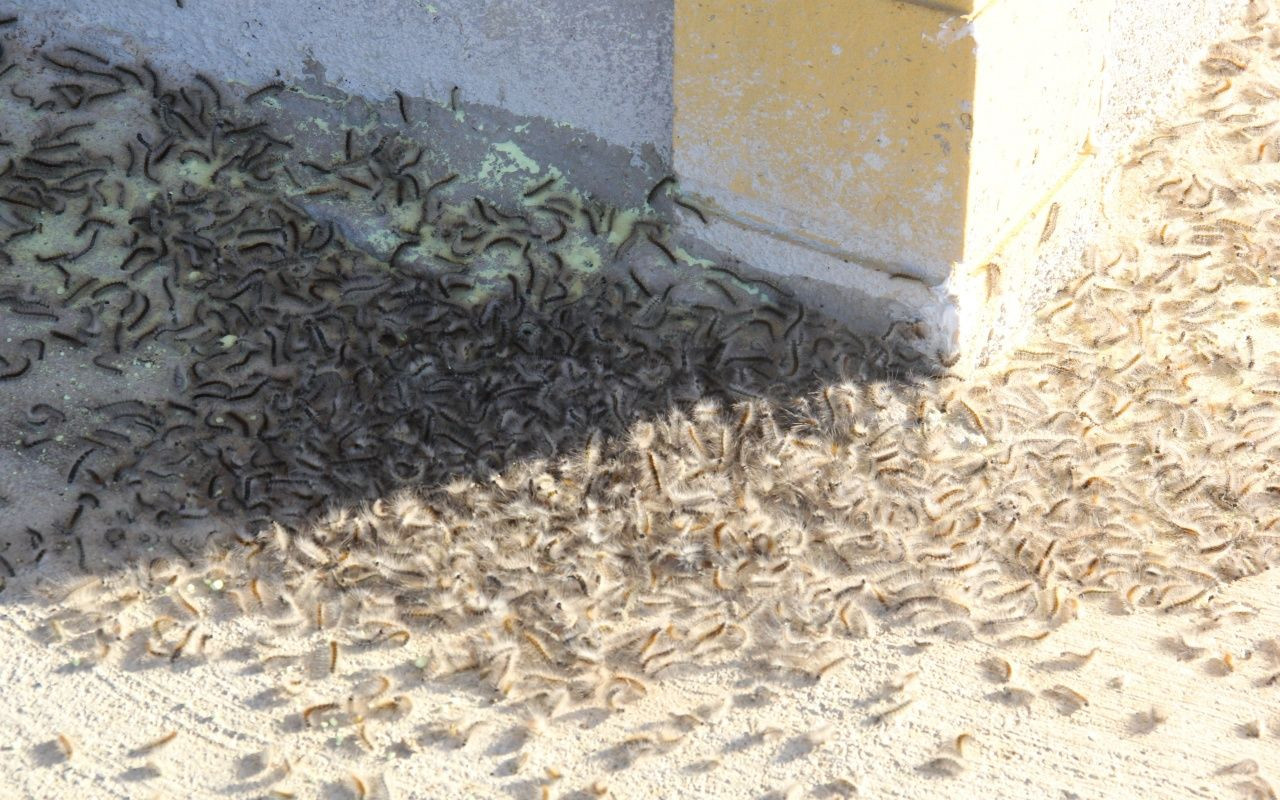 Vampir Kelebek ve patates böceğinden sonra yeni istila - Sayfa 10