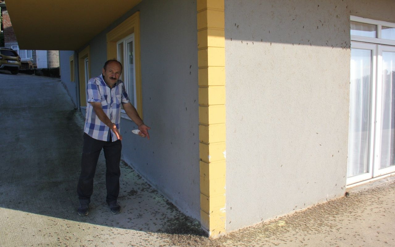 Vampir Kelebek ve patates böceğinden sonra yeni istila - Sayfa 5