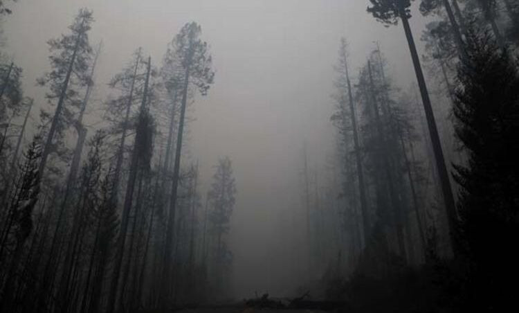 New Mexico’da yüz binlerce göçmen kuş ölü bulundu! - Sayfa 11