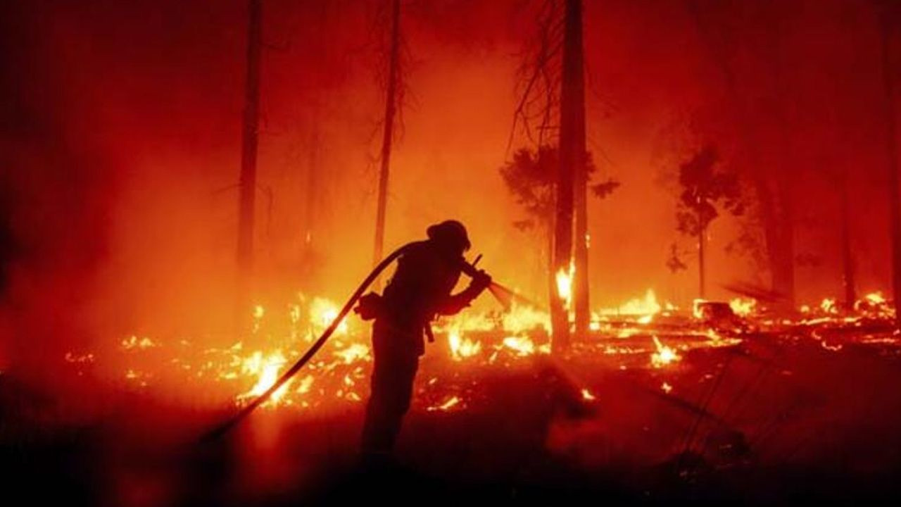New Mexico’da yüz binlerce göçmen kuş ölü bulundu! - Sayfa 13