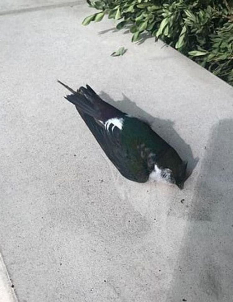 New Mexico’da yüz binlerce göçmen kuş ölü bulundu! - Sayfa 5