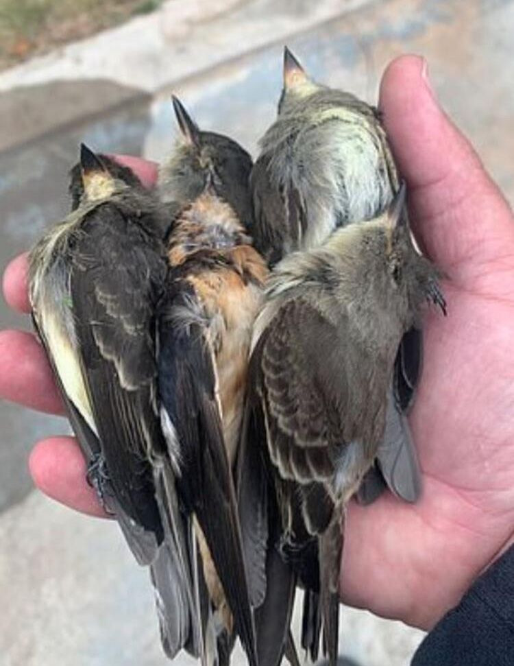 New Mexico’da yüz binlerce göçmen kuş ölü bulundu! - Sayfa 6